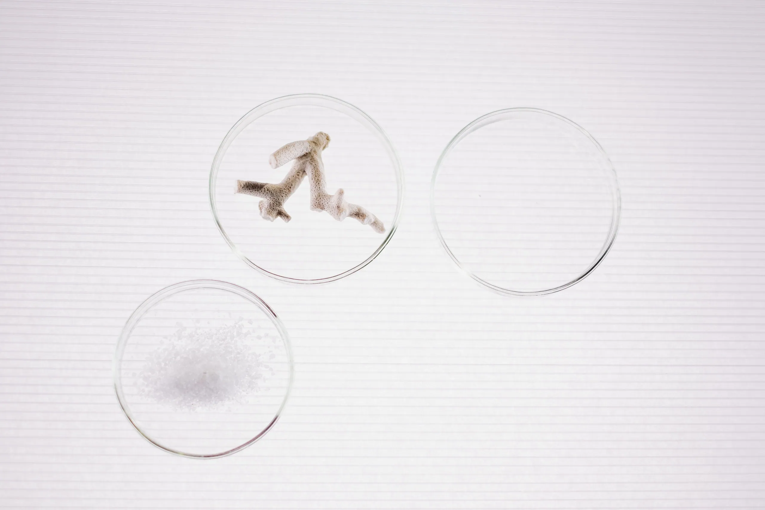 Three glass Petri dishes on a white surface; two hold samples.